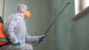 Best Mold Remediation for Rental Properties  in Columbus Grove, OH