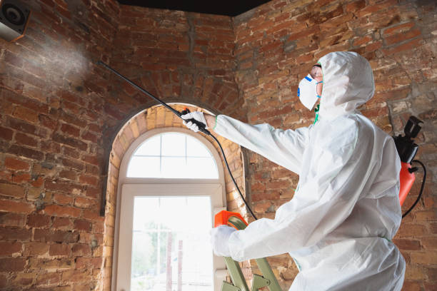 Best Emergency Mold Remediation  in Columbus Grove, OH